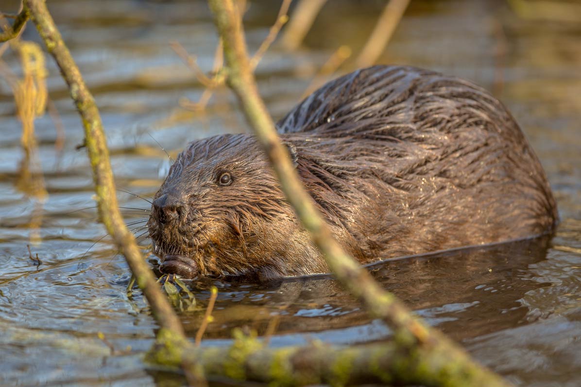 Steigendes Interesse an den Biber Safaris in Dänemark